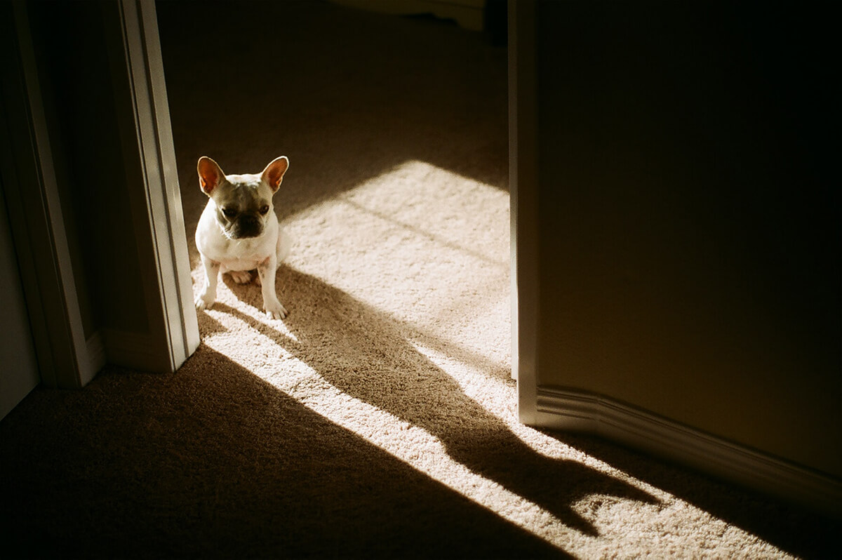 Hund steht in der Tür mit dramatischer Beleuchtung