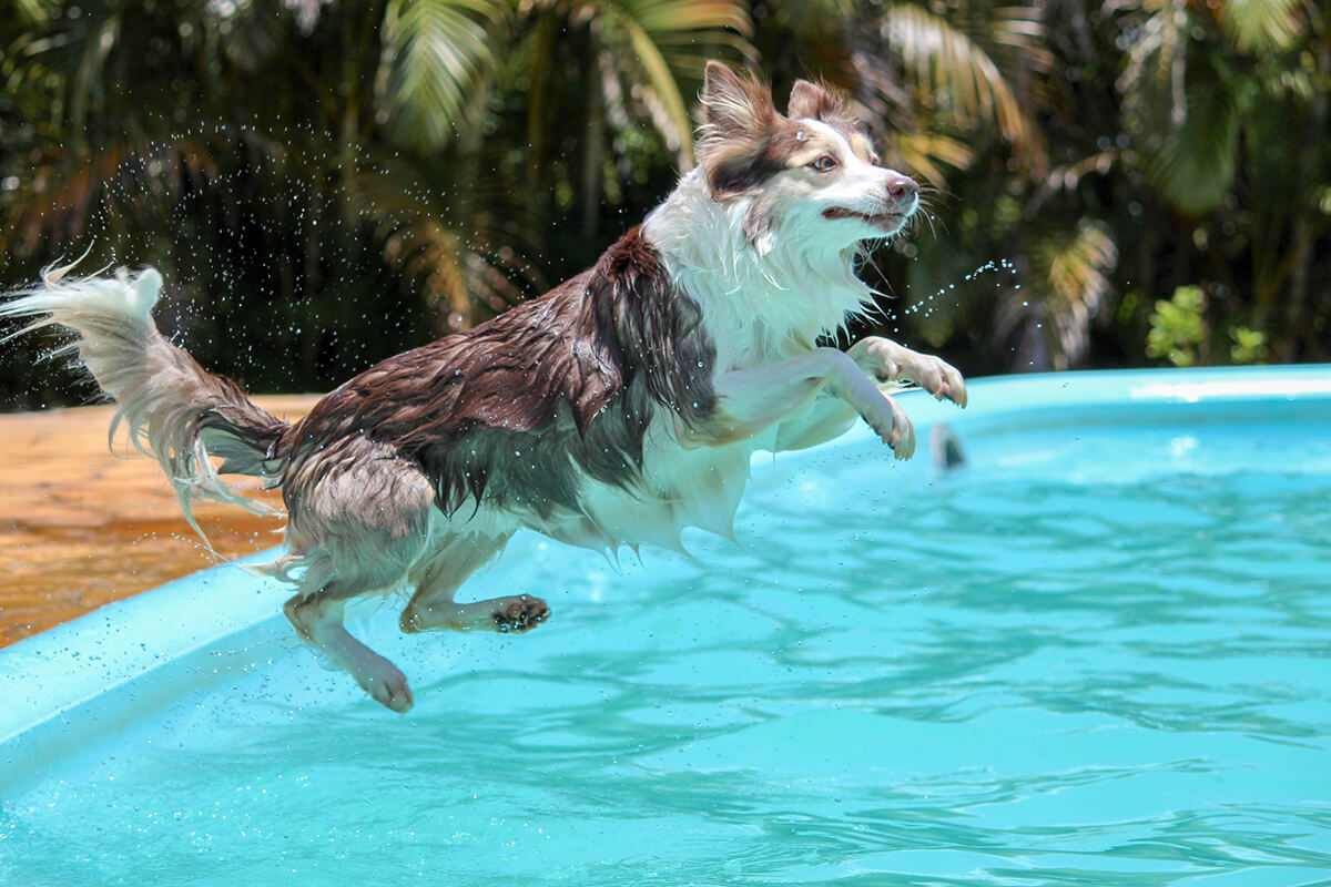 Perro saltando a una piscina