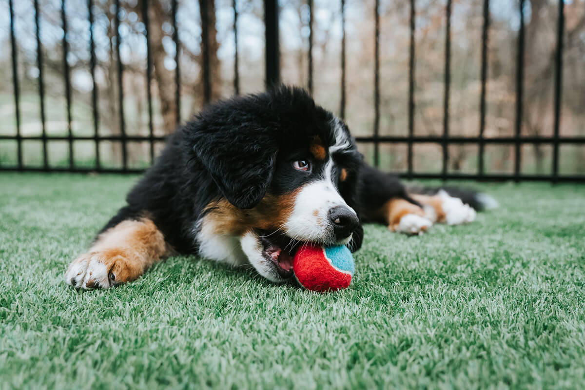 Hund kaut einen Ball