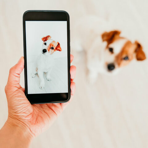 7 Tips for Taking Great Photos of Your Furry Friends